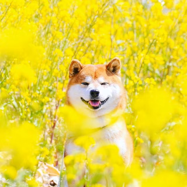 Cũng giống như những bông hoa baby mang tính biểu tượng của công viên, chú chó đáng yêu Hachi cũng thuộc giống chó Shiba Inu, giống chó biểu tượng của Nhật Bản.