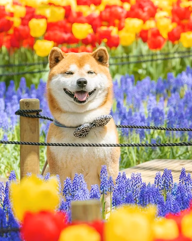 Có thể thấy, trong bất cứ bức ảnh nào, trông Hachi cũng vô cùng tươi tắn, thu hút.