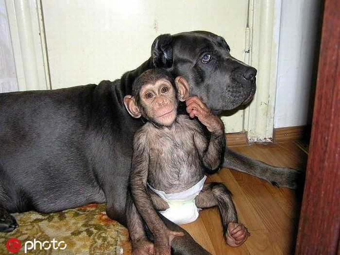 Trong ảnh là một con khỉ con được chó mẹ nhận nuôi. Mặc dù là động vật khác loài nhưng chó mẹ vẫn cưng chiều và yêu thương khỉ con hết mực, khiến khỉ con cảm nhận được tình cảm chân thành.