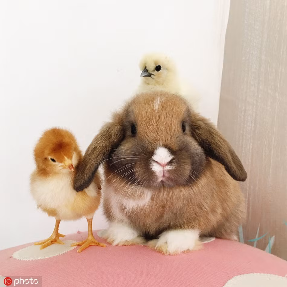 Tuy rằng khác loài, không hề có bất kỳ điểm chung nào thế nhưng những con thỏ mẹ này lại vô cùng thành công trong việc ấp nở và nuôi dạy những con gà con không mẹ.