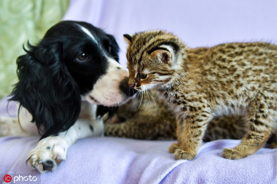 Báo hoa mai con vô cùng quấn quýt mẹ nuôi khác loài, nó cảm nhận được tình mẹ thiêng liêng của chó mẹ dành cho mình.