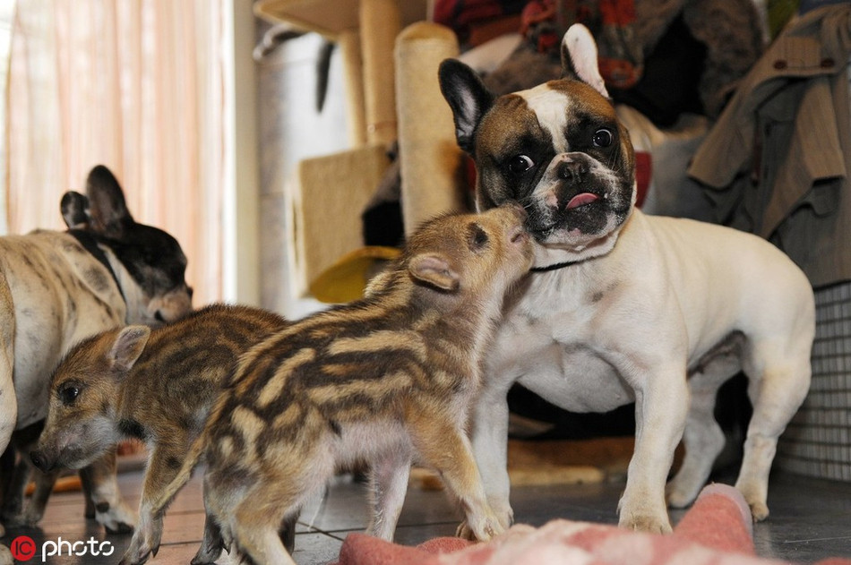 Nuôi dưỡng những chú lợn mồ côi từ nhỏ, con chó này đã thực sự trở thành người mẹ đáng kính trong mắt lợn con.