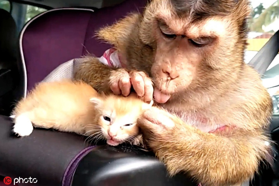 Nhận nuôi một con mèo con mồ côi, khỉ mẹ chăm sóc không khác gì chăm sóc con ruột, khiến nhiều người phải ngạc nhiên, ngưỡng mộ.