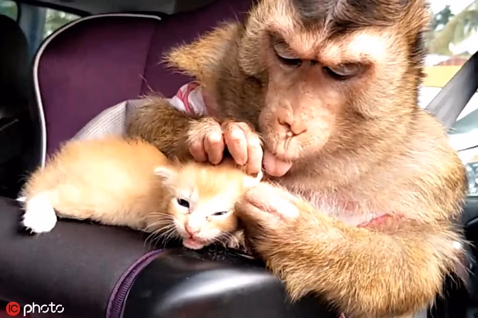 Nhận nuôi một con mèo con mồ côi, khỉ mẹ chăm sóc không khác gì chăm sóc con ruột, khiến nhiều người phải ngạc nhiên, ngưỡng mộ.