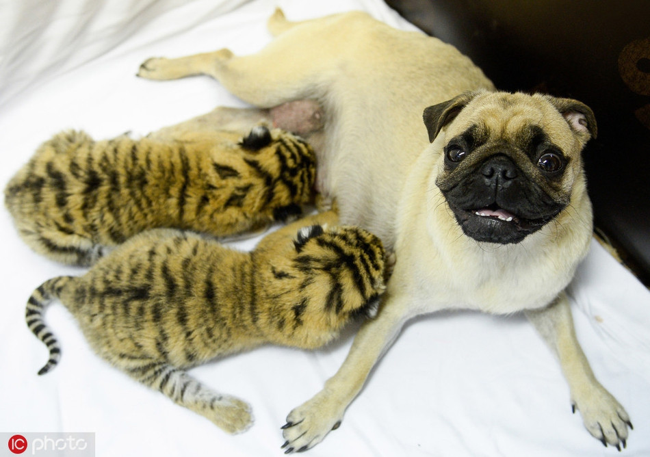 Mồ côi mẹ từ khi lọt lòng, hai con hổ sơ sinh sinh được một con chó mẹ nhận nuôi, cho bú sữa và yêu thương như con đẻ.