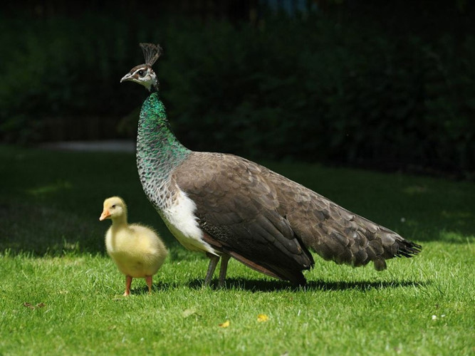 Sau khi ấp nở thành công một chú ngỗng con, con công mái này quyết định nhận nuôi luôn đứa con khác loài.