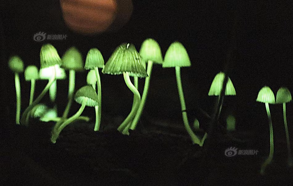 Giai ma loai nam xanh ma thuat phat quang ky ao