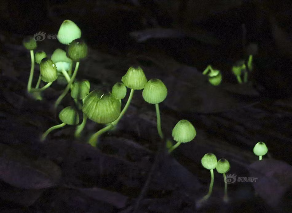 Giai ma loai nam xanh ma thuat phat quang ky ao-Hinh-2