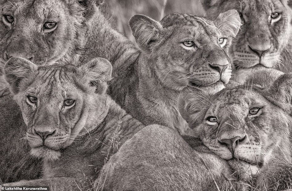 Được biết, sư tử đã từng có mặt ở khắp châu Phi, châu Á, châu Âu và cả châu Mỹ thế nhưng hiện tại, con người chỉ có thể gặp được chúng ở châu Phi cận Sahara và một khu vực nhỏ ở phía bắc Ấn Độ. Nếu không có những hành động bảo vệ thiết thực, sư tử thực sự sẽ bị đẩy đến bờ vực tuyệt chủng. Bức ảnh này cho thấy một nhóm sư tử đang tụ tập với nhau. Ảnh của nhiếp ảnh gia Lakshitha Karunarathna.