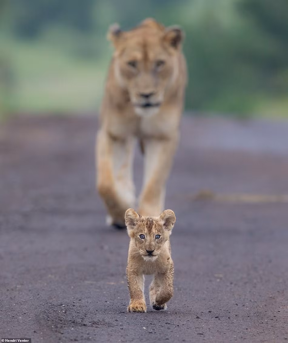 Margot Raggett và các nhiếp ảnh gia động vật hoang dã khác đã quyết định thực hiện dự án sách ảnh này với mục đích từ thiện, nhằm nâng cao nhận thức của người dân về các mối đe dọa đối với sư tử. Trong ảnh là một con sư tử con đang bước đi những bước vững chắc dưới sự theo dõi sát sao của mẹ. Ảnh của nhiếp ảnh gia Hendri Venter.