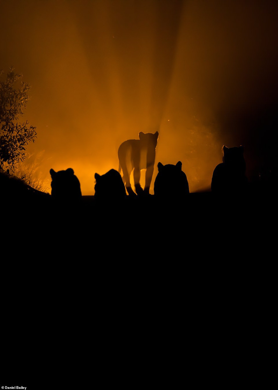 Hiện tại, số lượng sư tử hoang dã chỉ còn khoảng 20.000. Trong 25 năm qua, số lượng của chúng đã giảm một nửa. Trong ảnh là hình bóng của một con sư tử cái và đồng loại của mình vào lúc hoàng hôn, được chụp bởi nhiếp ảnh gia Daniel Bailey.