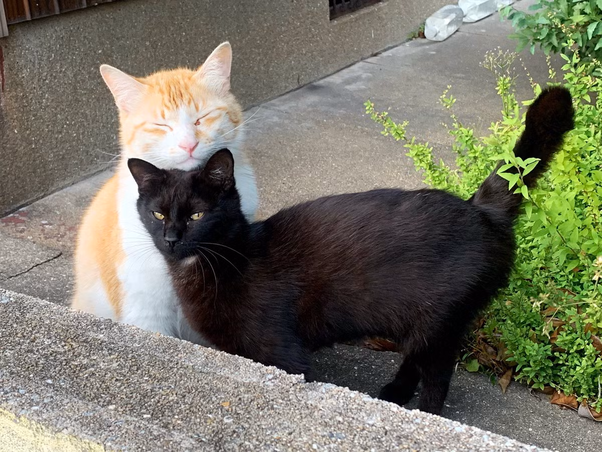 Thay vo bi treu gheo, meo den lam mat ngau canh cao-Hinh-4