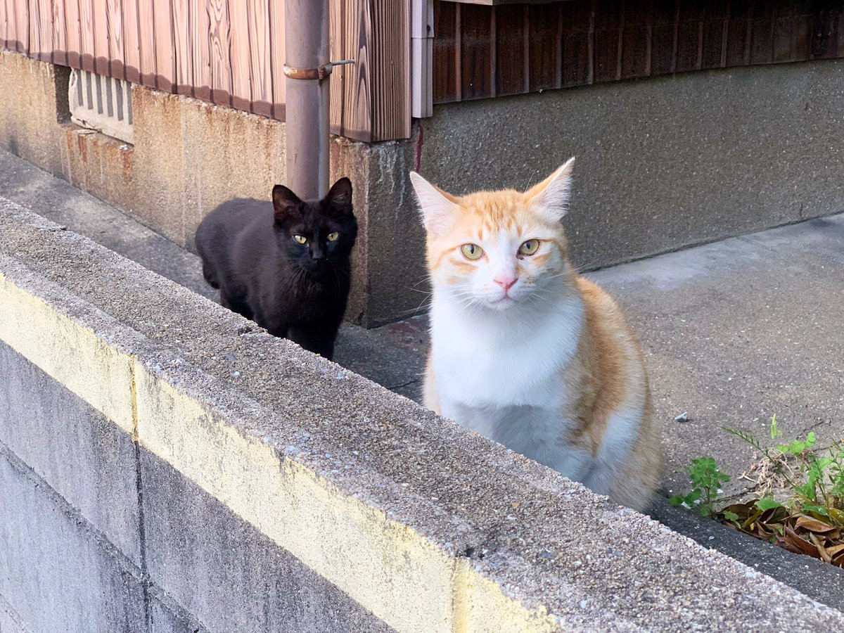 Thay vo bi treu gheo, meo den lam mat ngau canh cao-Hinh-2