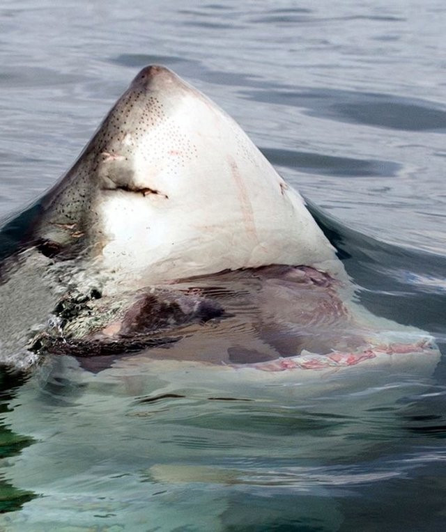 Anh cũng nói thêm, cá mập trắng lớn khi săn mồi sẽ tấn công với sức mạnh đáng kinh ngạc. Chúng hoàn toàn có thể nhảy lên cao, nâng toàn bộ cơ thể lên khỏi mặt nước để đuổi theo con mồi.