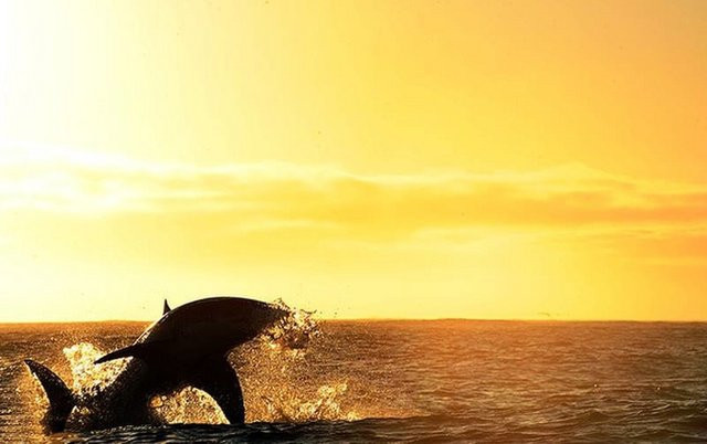 Theo nhiếp ảnh gia Daniel Botelho, những hình ảnh ly kỳ này được chụp ở khoảng cách một mét khi con cá mập nhảy lên.