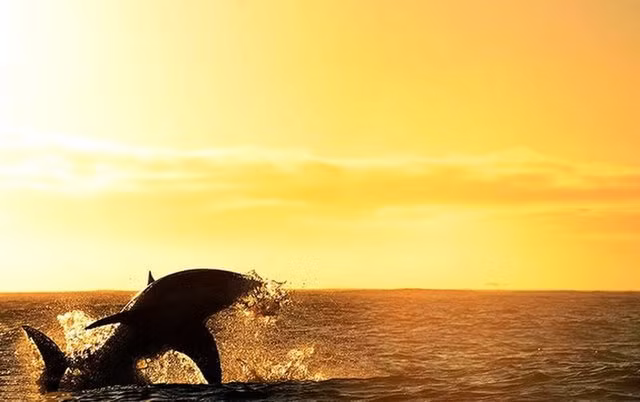 Theo nhiếp ảnh gia Daniel Botelho, những hình ảnh ly kỳ này được chụp ở khoảng cách một mét khi con cá mập nhảy lên.