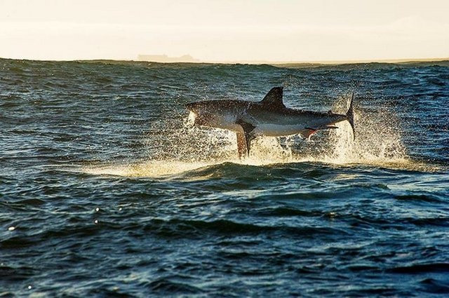 Thực sự không dễ dàng để chụp lại được những khoảnh khắc ấn tượng như này. Theo Daniel, anh chụp được một trong những hình ảnh đáng kinh ngạc chỉ nửa giây trước khi con cá mập trắng lớn nhảy lên khỏi mặt nước, lao thẳng vào con mồi.