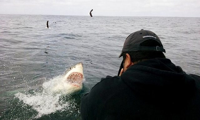 "Không có bất cứ dấu hiệu nào về sự tấn công của cá mập trắng lớn. Cái miệng đẫm máu với hàm răng gây ám ảnh của nó có thể xuất hiện trên mặt nước bất cứ lúc nào", nhiếp ảnh gia Daniel Botelho nói.