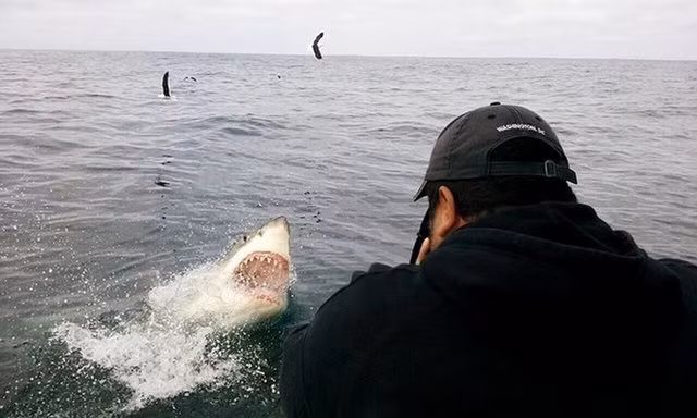 "Không có bất cứ dấu hiệu nào về sự tấn công của cá mập trắng lớn. Cái miệng đẫm máu với hàm răng gây ám ảnh của nó có thể xuất hiện trên mặt nước bất cứ lúc nào", nhiếp ảnh gia Daniel Botelho nói.