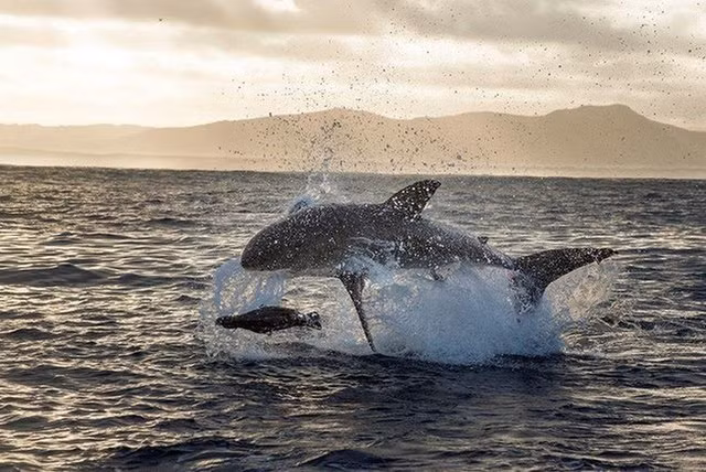 Daniel đã làm việc trong suốt ba tháng liên tục và tiêu tốn khoảng 5 giờ mỗi ngày. Qua ống kính của anh, người xem có thể cảm nhận được cả sự sợ hãi vì quá chân thực, sống động.