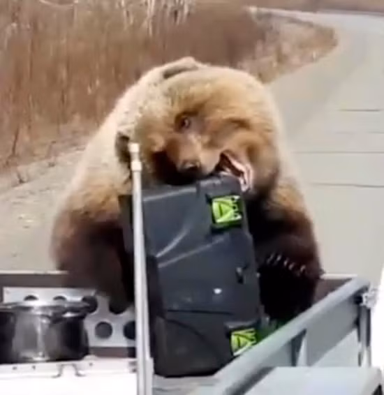 Gấu khổng lồ chuyên ăn cướp, ăn xin người đi đường Gau khong lo chuyen an cuop, an xin nguoi di duong