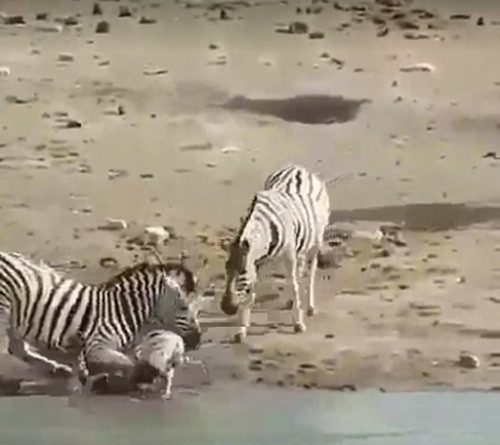 Theo thông tin đăng tải, những hình ảnh này được ghi lại tại một hồ nước tự nhiên thuộc vườn quốc gia Kruger, Nam Phi. Một con ngựa vằn đực cố gắng dìm chết con của tình địch, khiến nhiều người không khỏi bàng hoàng, sửng sốt.