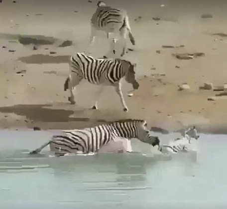 Thấy nguy hiểm gần kề, ngựa vằn con vùng chạy khỏi hồ nước, lao lên bờ tìm mẹ.