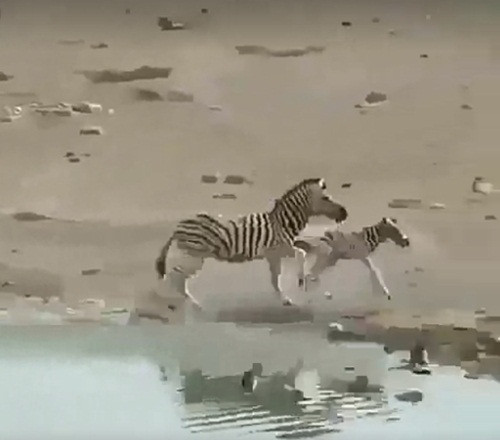 Nó bị ngựa vằn đực đuổi theo sát nút không rời. May mắn thay, khi lên được đến bờ, ngựa vằn con được mẹ giải cứu kịp thời, thoát khỏi sự truy sát gắt gao của ngựa vằn đực.