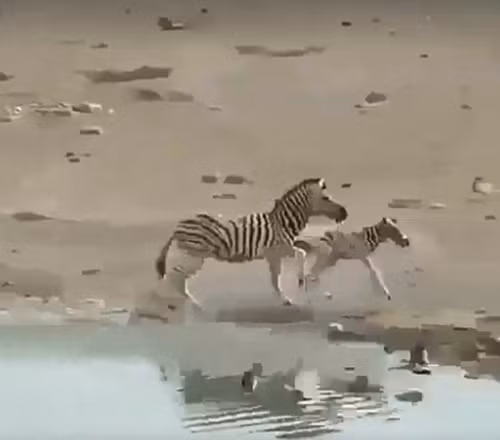 Nó bị ngựa vằn đực đuổi theo sát nút không rời. May mắn thay, khi lên được đến bờ, ngựa vằn con được mẹ giải cứu kịp thời, thoát khỏi sự truy sát gắt gao của ngựa vằn đực.