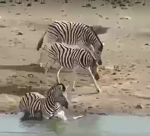 Nó đẩy ngã ngựa vằn con xuống nước sau đó dùng sức để nhấn chìm ngựa vằn con. Trong lúc đó, hai con ngựa vằn khác ở ngay cạnh đó nhưng vẫn làm ngơ.