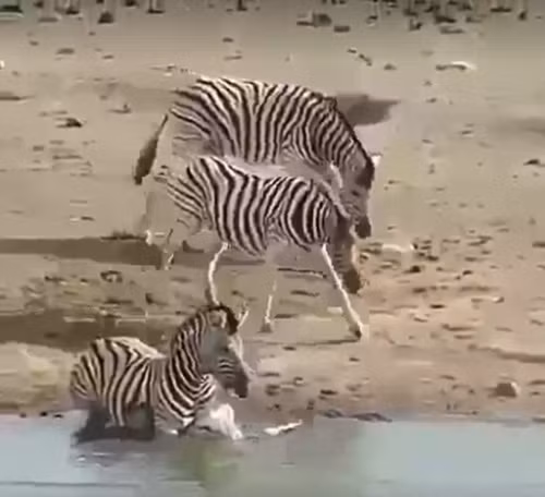 Nó đẩy ngã ngựa vằn con xuống nước sau đó dùng sức để nhấn chìm ngựa vằn con. Trong lúc đó, hai con ngựa vằn khác ở ngay cạnh đó nhưng vẫn làm ngơ.