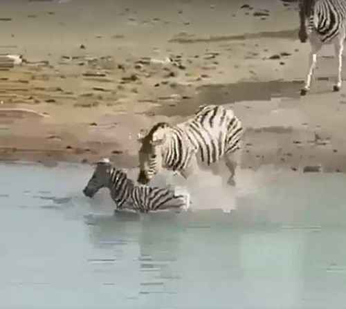 Chẳng ngờ, con ngựa vằn đực hung ác vẫn không buông tha ý định, nó lao xuống nước với quyết tâm dìm chết đồng loại còn non, yếu ớt, không có khả năng tự vệ.