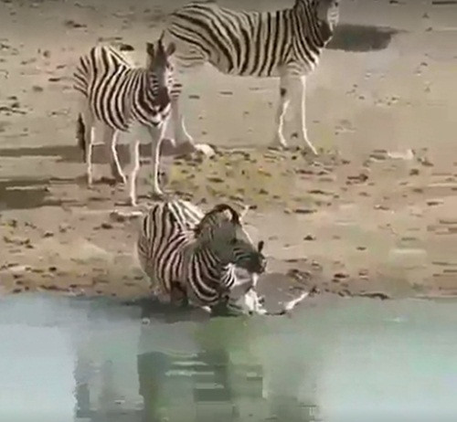 Theo thông tin đăng tải, con ngựa vằn đực này đã rình rập ngựa vằn con từ lâu. Khi thấy ngựa vằn mẹ sơ hở, bỏ bê con, ngựa vằn đực lao đến, quyết tâm dìm chết ngựa vằn con.