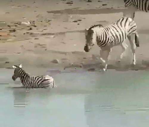 May mắn thay, trong lúc ngựa vằn đực mất tập trung, ngựa vằn con vùng thoát được khỏi vòng kìm kẹp. Nó lao thẳng xuống hồ nước, hi vọng ngựa vằn đực sẽ tha mạng cho mình.