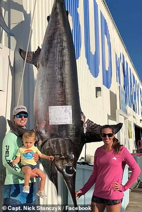 Còn tại bang Florida, Mỹ, Ủy ban Bảo tồn Cá và Động vật hoang dã Florida xác nhận, kỷ lục cá kiếm lớn nhất bị bắt ở Florida được xác lập vào ngày 7/5/1978, nặng 278kg.