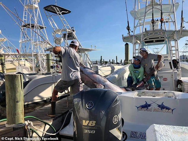 Theo tìm hiểu, con cá kiếm lớn nhất thế giới được ngư dân Chile Louis Marron câu được vào năm 1953, nặng 536kg.