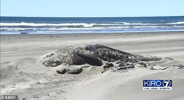 Rung minh ca voi suy dinh duong lien tuc dat bo chet tham-Hinh-4