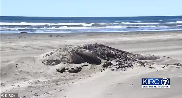 Rung minh ca voi suy dinh duong lien tuc dat bo chet tham-Hinh-4