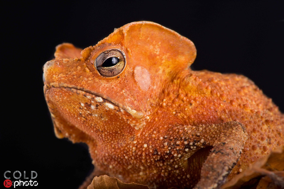 Sở hữu làm da sần sùi với màu sắc cam sáng, sinh vật máu lạnh này vô cùng nổi vật nhưng cũng cực kỳ nguy hiểm.