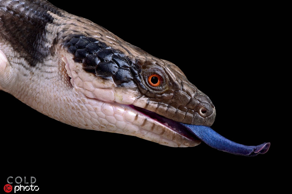 Mong muốn của anh là chụp được càng nhiều những động vật máu lạnh mà mình có thể tìm thấy, hy vọng những hình ảnh của anh sẽ gây chú ý, khiến con người nâng cao nhận thức về bảo vệ môi trường, bảo vệ động vật hoang dã.