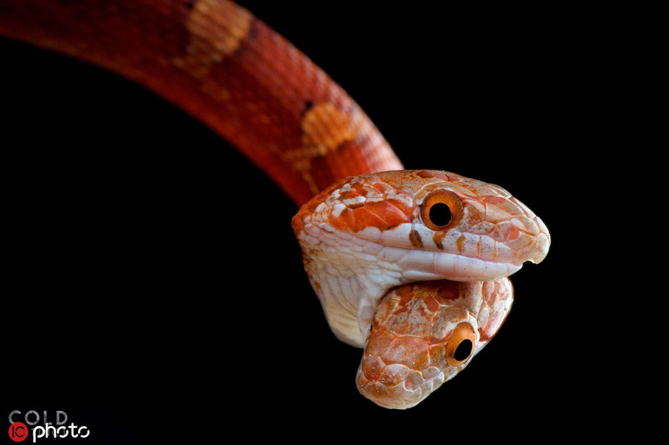 Matthijs Kuijpers là một nhà thám hiểm và nhiếp ảnh gia người Hà Lan. Trong suốt 27 năm qua, anh đã đi khắp nơi trên thế giới để tìm kiếm và ghi lại những bức ảnh ấn tượng về những loài động vật máu lạnh.