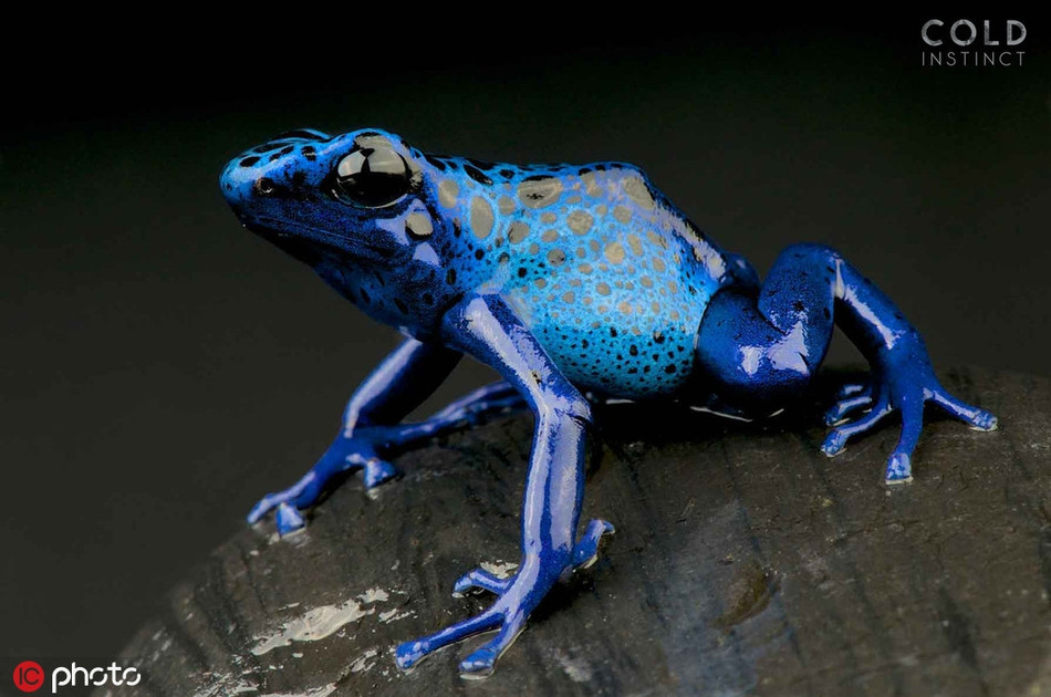 Theo Matthijs Kuijpers, những động vật máu lạnh này là những sáng tạo tuyệt vời của thiên nhiên.