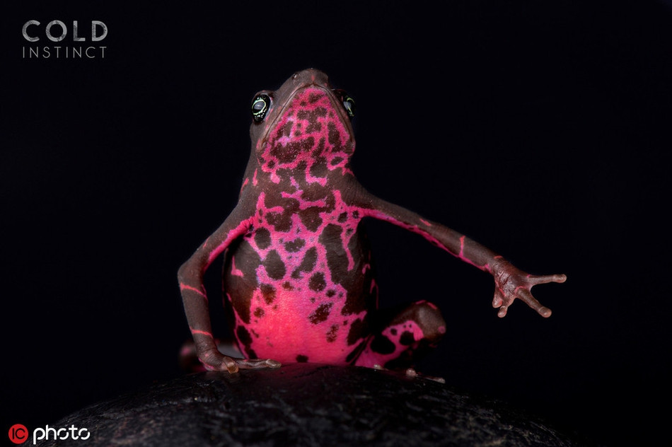 Chúng đẹp và sở hữu những kỹ năng, khả năng sinh tồn vô cùng ngoạn mục.