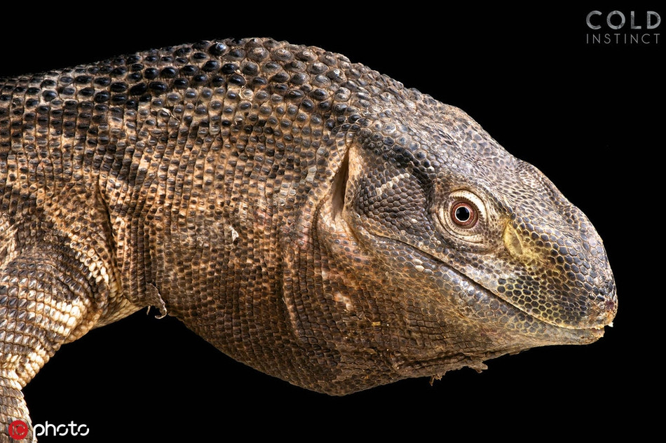 Được biết, Matthijs Kuijpers cũng bán những hình ảnh của mình để gây quỹ.