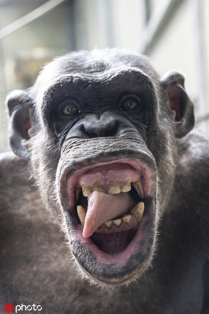 Bực bội nhiếp ảnh gia, tinh tinh quyết làm mặt xấu Buc boi nhiep anh gia, tinh tinh quyet lam mat xau