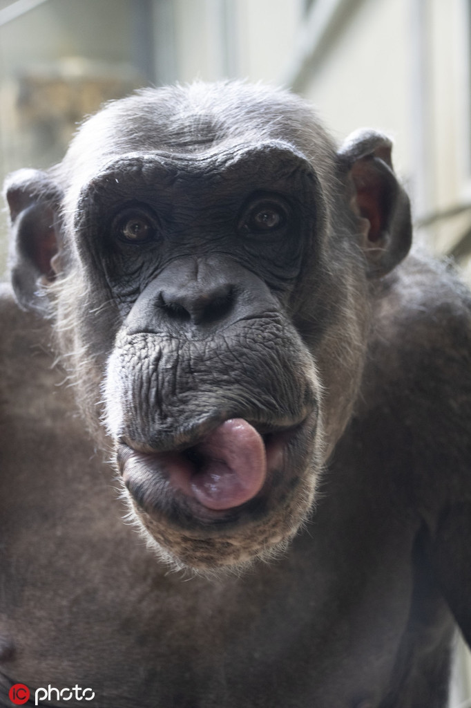 Buc boi nhiep anh gia, tinh tinh quyet lam mat xau-Hinh-5