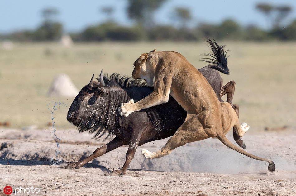 Nó thậm chí còn đứng hẳn trên lưng linh dương giống như cưỡi ngựa, chứng minh kỹ năng săn mồi đỉnh cao của mình.