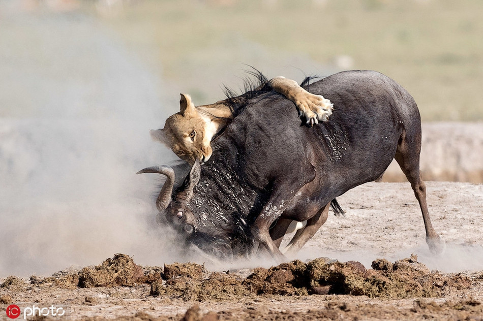 Bằng kỹ năng săn mồi lão luyện của mình, sư tử cái nhanh chóng bắt được linh dương đầu bò. Mặc cho con mồi ra sức giãy, chạy trốn, sư tử cái vẫn đeo bám rất vững.