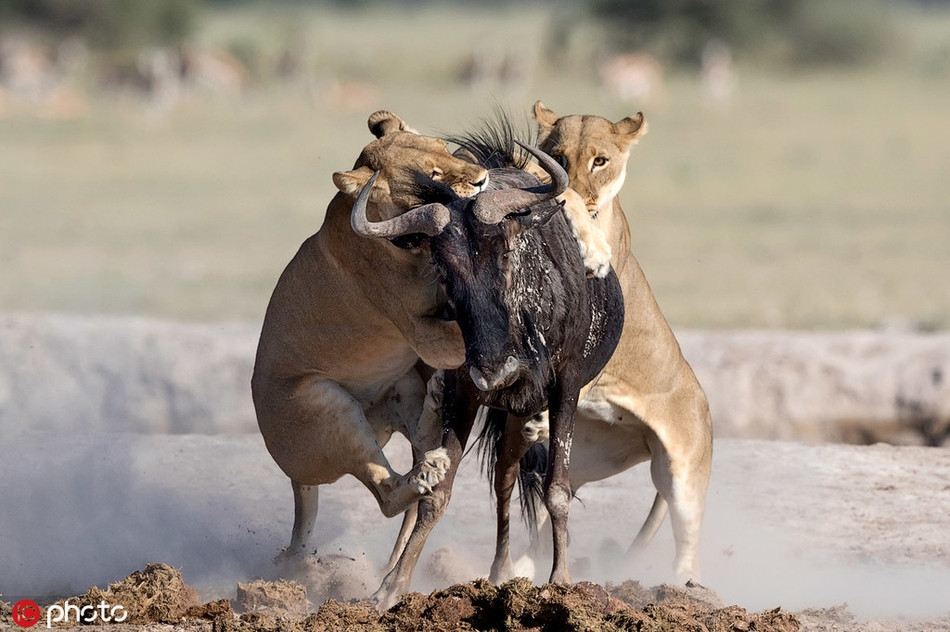 Cuối cùng, nó bị sư tử giết chết, trở thành bữa ăn ngon miệng cho đại gia đình sư tử.