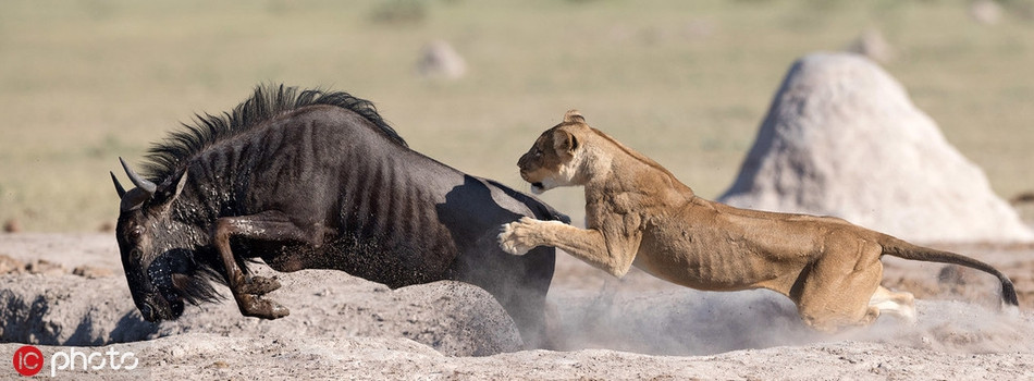 Về phía con linh dương, mặc dù đã cố gắng hết sức, dũng cảm chiến đấu với sư tử cái, kiệt lực để bảo vệ mạng sống của mình thế nhưng do chênh lệch về ưu thế giống loài, linh dương vẫn không địch được sư tử cái, bị quật ngã.